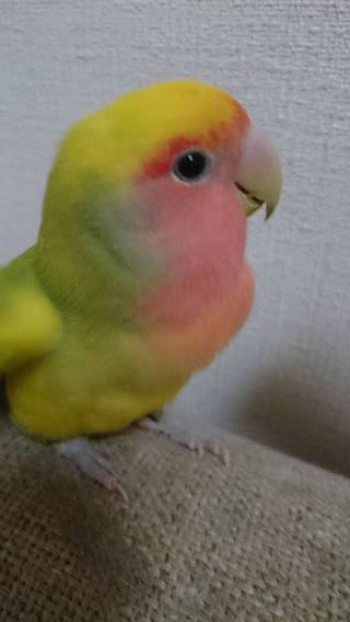 鳥好きさん、いませんか？