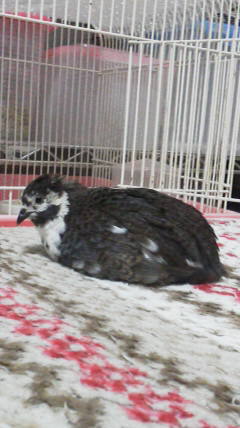 鳥好きさん、いませんか？