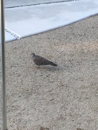 鳥好きさん、いませんか？
