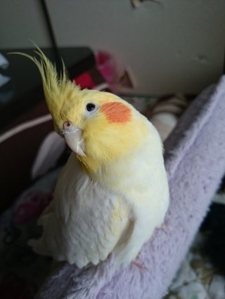 鳥好きさん、いませんか？