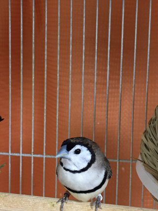 鳥好きさん、いませんか？