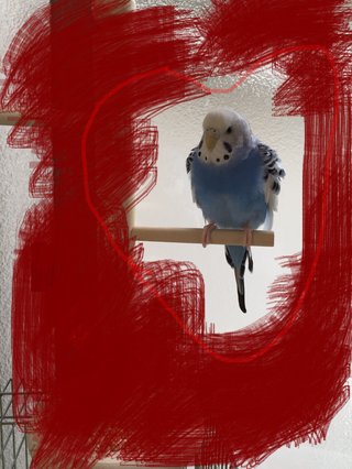 鳥好きさん、いませんか？