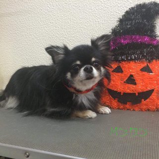 うちの犬が笑わないんですが…まだ心を閉ざしてるんでしょうか？