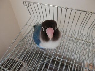 鳥好きさん、いませんか？