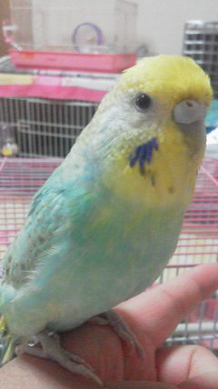 鳥好きさん、いませんか？