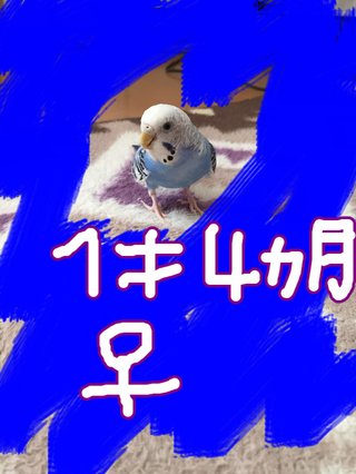 鳥好きさん、いませんか？