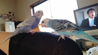 鳥好きさん、いませんか？