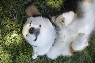 うちの犬が笑わないんですが…まだ心を閉ざしてるんでしょうか？