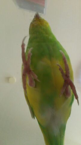 鳥好きさん、いませんか？