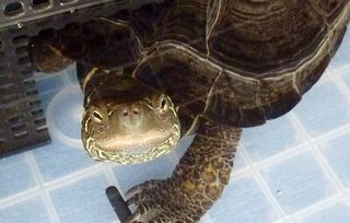 うちの犬が笑わないんですが…まだ心を閉ざしてるんでしょうか？