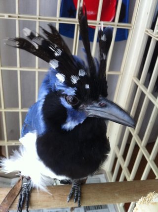 鳥好きさん、いませんか？