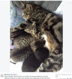 やはり母は子を忘れない！ 「捨てられた子猫を保護したら母猫が迎えにやって来た」ストーリー