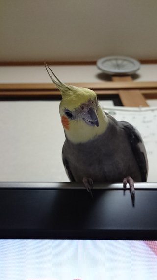 鳥好きさん、いませんか？