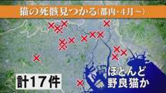 猫の死骸放置２０件近くに 警視庁が捜査
