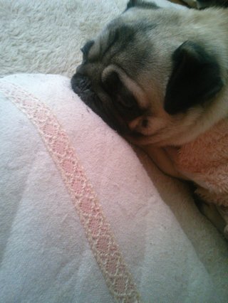 飼い犬が、かれこれ一時間半もメソメソしてる。