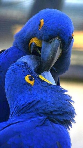 鳥好きさん、いませんか？