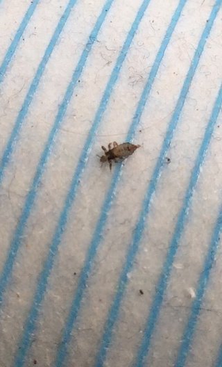 シラミがいました