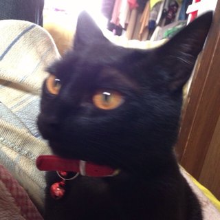 エンジンルームやボンネットに猫が入り込む季節　日産が乗車前の「猫バンバン」を呼びかけ