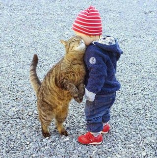 猫がみたい