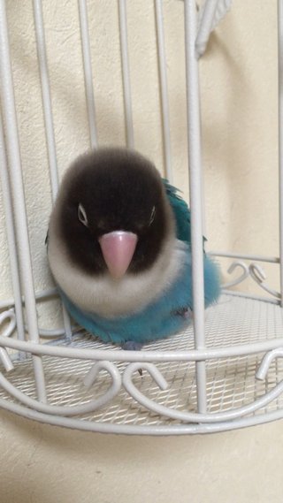 鳥好きさん、いませんか？