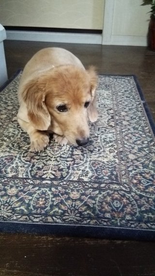 小型犬２０匹が焼死、ペットショップの犬舎全焼　北海道