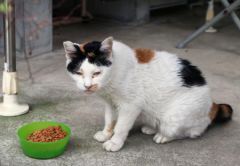 猫８匹、相次ぎ不審死　毒殺の可能性も  横浜