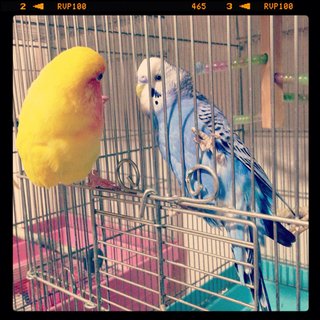 鳥好きさん、いませんか？