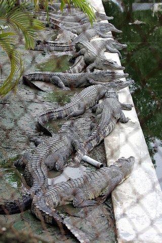 薬物犯罪の死刑囚、ワニの島に収容計画 インドネシア