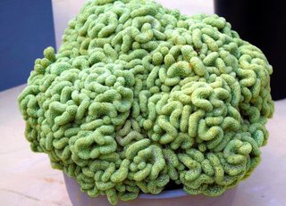 まるで脳、草原のウサギ…植物園の例えツイート、人気に