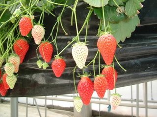 先っぽだけ食べて捨てるイチゴ狩り客のマナーが話題に...イチゴ農家の呼びかけに賛否両論