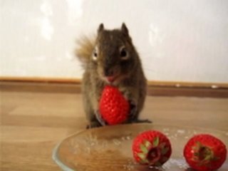 先っぽだけ食べて捨てるイチゴ狩り客のマナーが話題に...イチゴ農家の呼びかけに賛否両論
