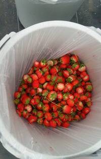 先っぽだけ食べて捨てるイチゴ狩り客のマナーが話題に...イチゴ農家の呼びかけに賛否両論