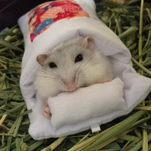 「スマホのおふとん」校長ひらめいた！想定外の使い方　メーカーびっくり「これはあり」