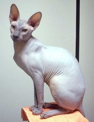 今夜の「ロンハー」狩野英孝の自称“本命”加藤紗里が【緊急出演】