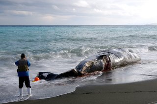 小田原にクジラの死骸漂着　伊豆大島沖で高速船と衝突か