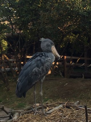 鳥好きさん、いませんか？