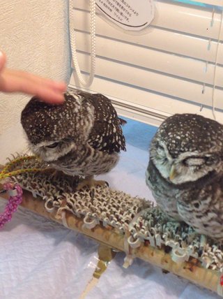 今って【ふくろうカフェ】流行ってるの？