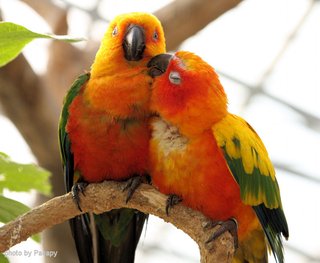 鳥好きさん、いませんか？