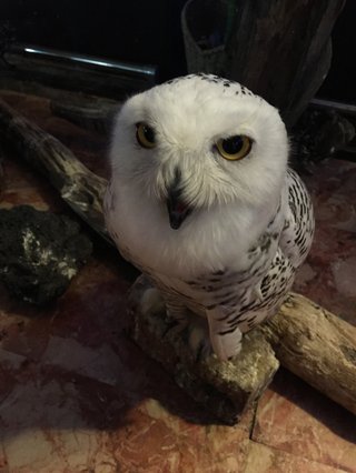 今って【ふくろうカフェ】流行ってるの？