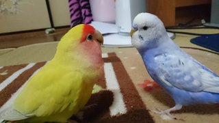 鳥好きさん、いませんか？