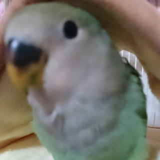 鳥好きさん、いませんか？