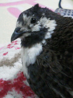 鳥好きさん、いませんか？