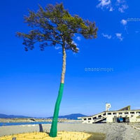 ＮＨＫ震災番組《“明日へ”コンサート》３月１２日(土)放送