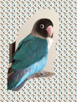 鳥好きさん、いませんか？