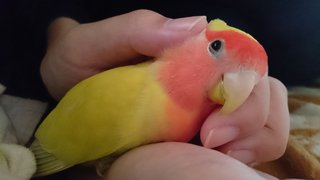 鳥好きさん、いませんか？