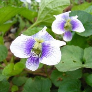 「日本シネ!!!」保育園の抽せんに落選したユーザーの怒りの投稿が話題