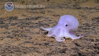 米ハワイ沖で「幽霊のような」タコ発見、新種の可能性