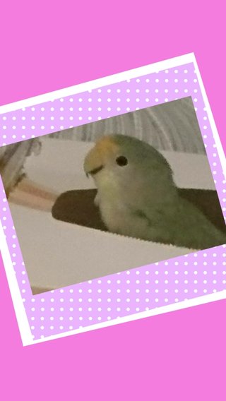 鳥好きさん、いませんか？