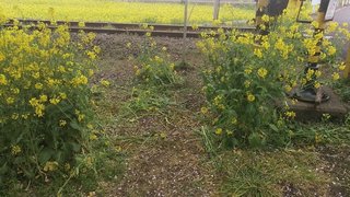 菜の花を踏み荒らして場所取りした撮り鉄に真岡鉄道「撮り鉄はもう来ないで!」 