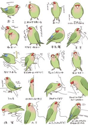 鳥好きさん、いませんか？
